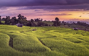 Seguro Agrícola